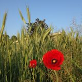 Non ferire chi come te cerca la felicità, se vuoi essere felice.