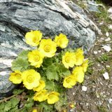Sui diamanti non nasce nulla sul letame nascono i fiori e le verdure.